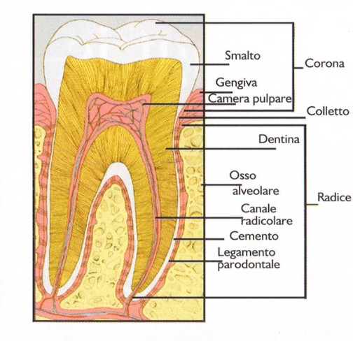 schema dente