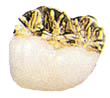 capsula oro-resina