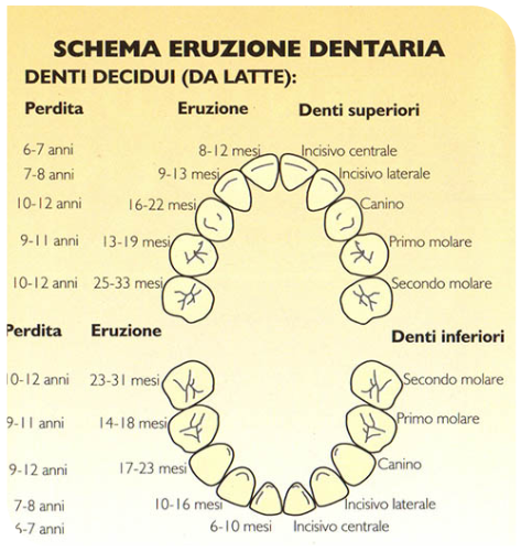 denti decidui