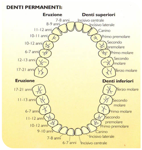 denti permanenti